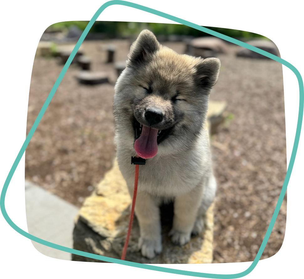 raising a puppy in the city