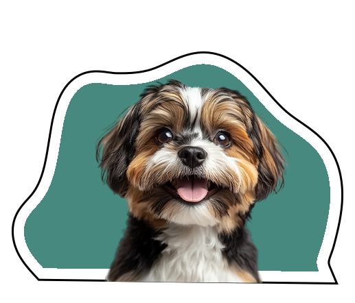 puppy training in chicago