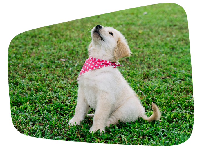 puppy board and train