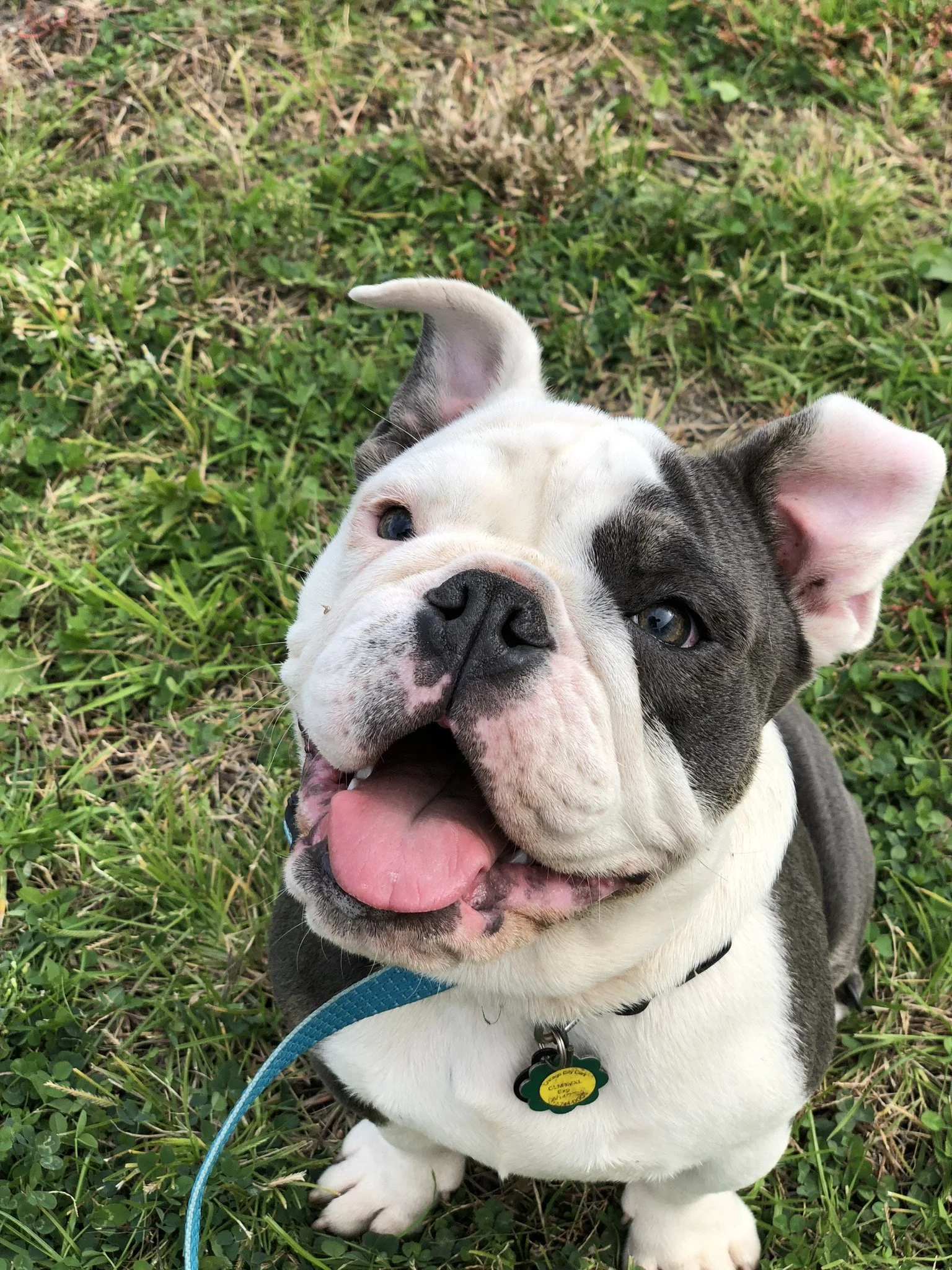bulldog puppy school in Chicago