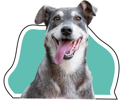 Senior dog training in chicago