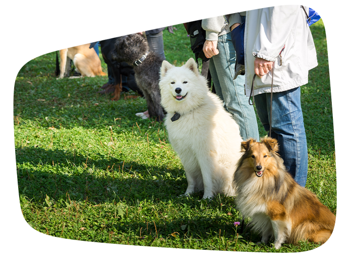 adult dog group training