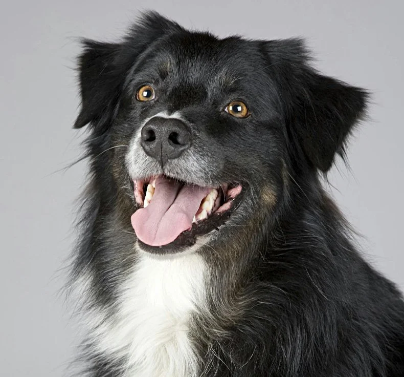 how much does dog training cost