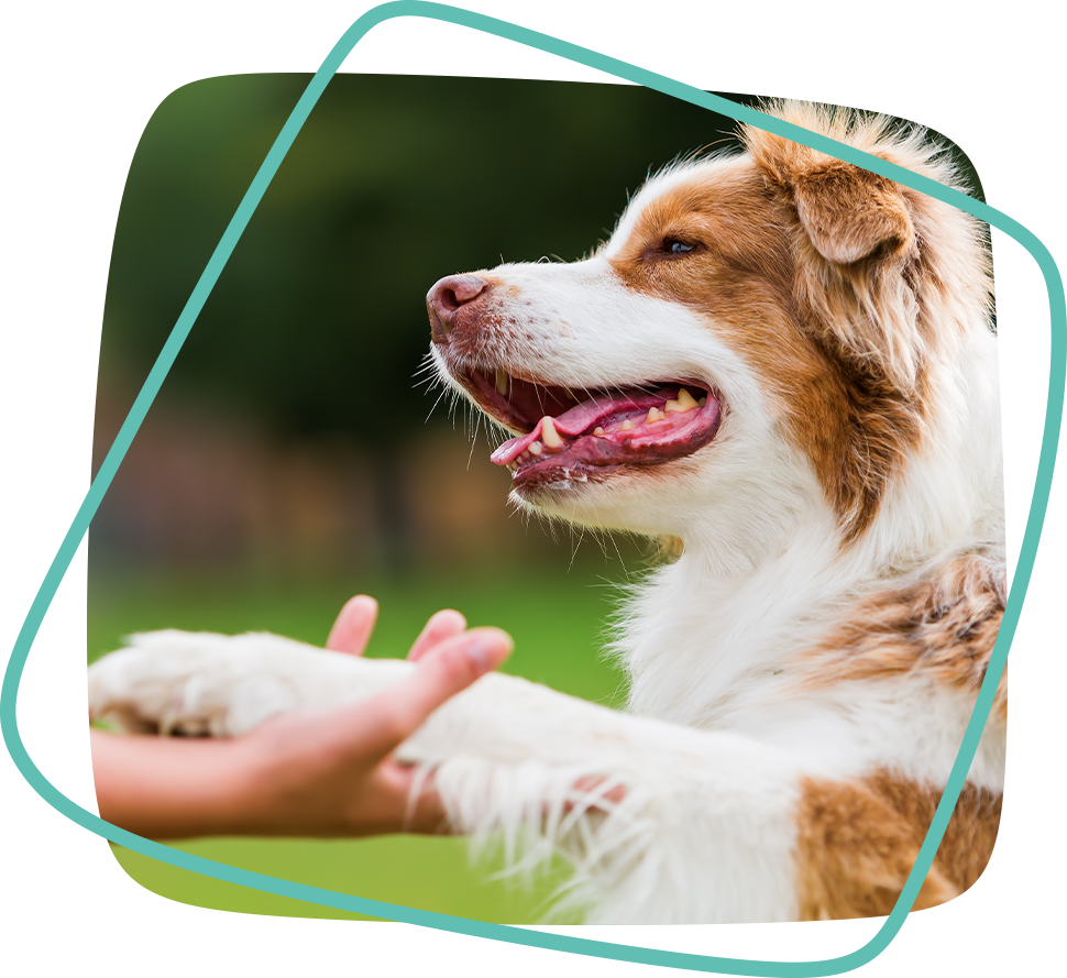 vacation boarding for dogs