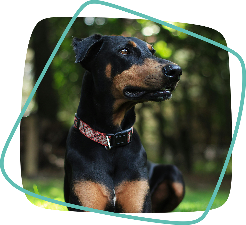 adult dog training programs