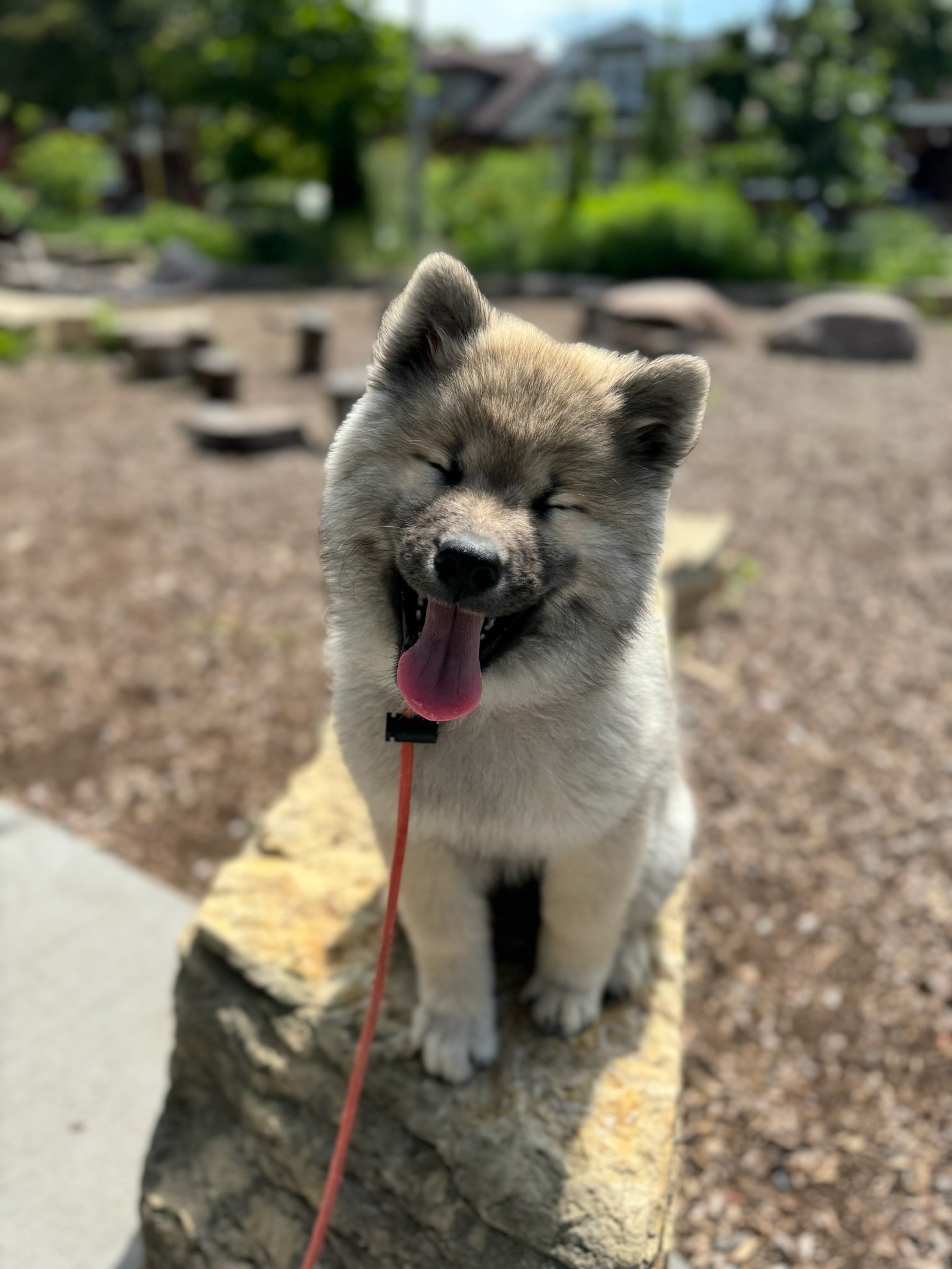 puppy training Irving Park