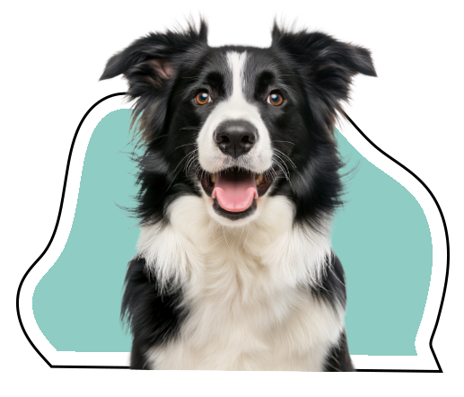 Adolescent dog training in chicago