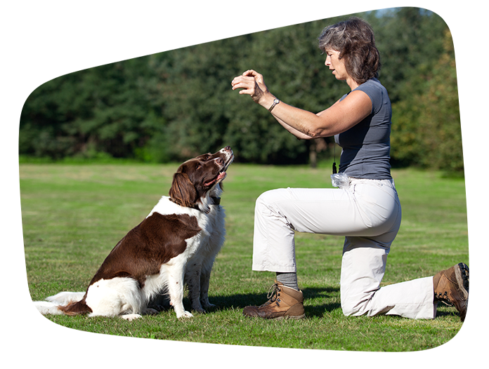 adult dog day school