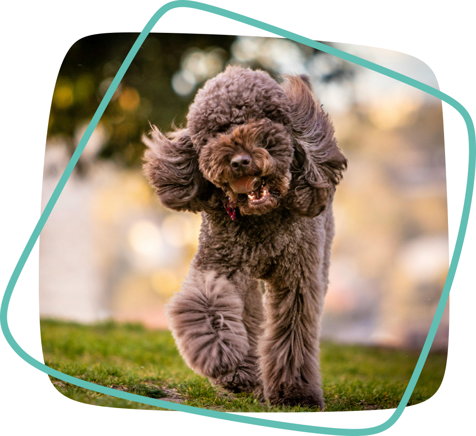 Chicago dog training