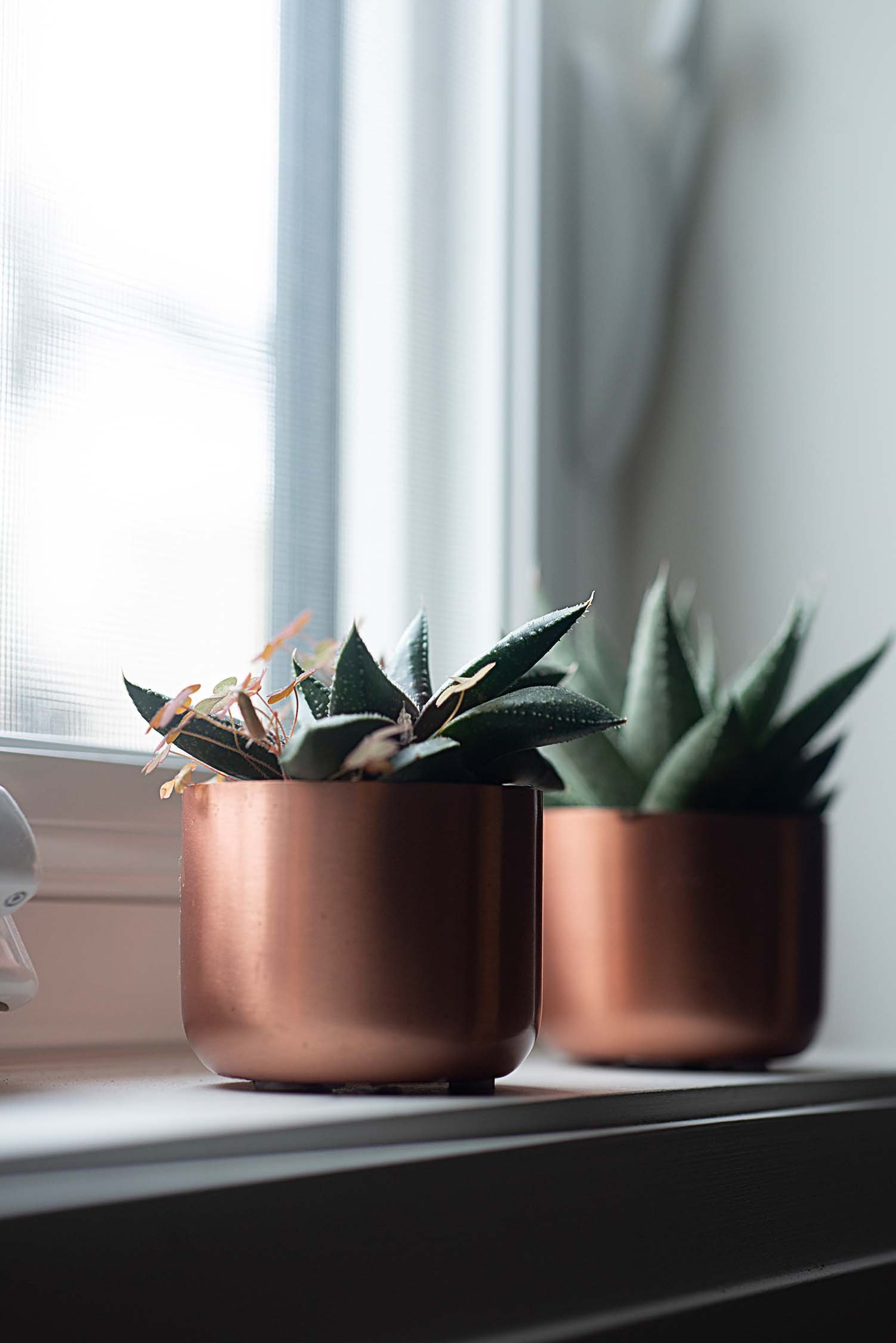 Succulent plants in metallic pots on a window sill.