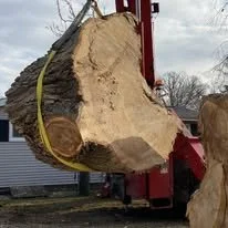 tree 2.jpg