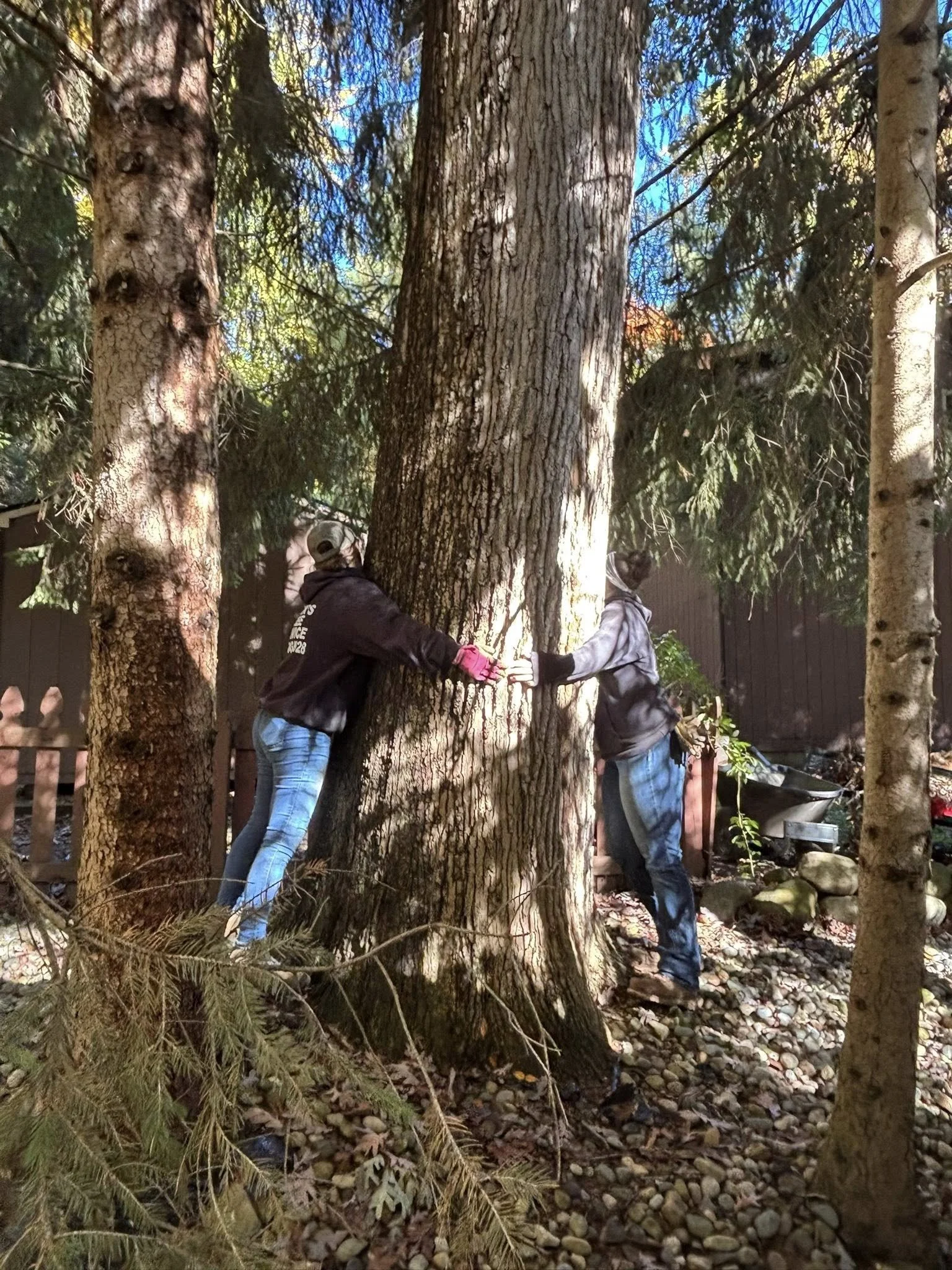 tree 19.jpg