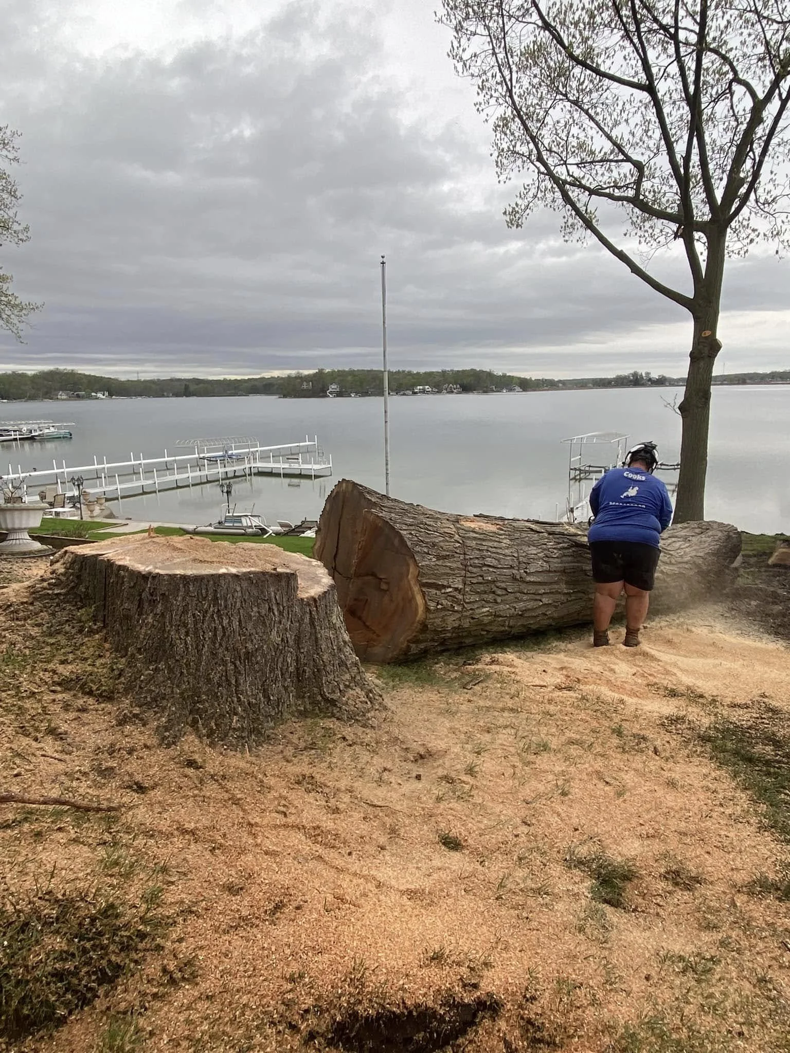 tree 5.jpg