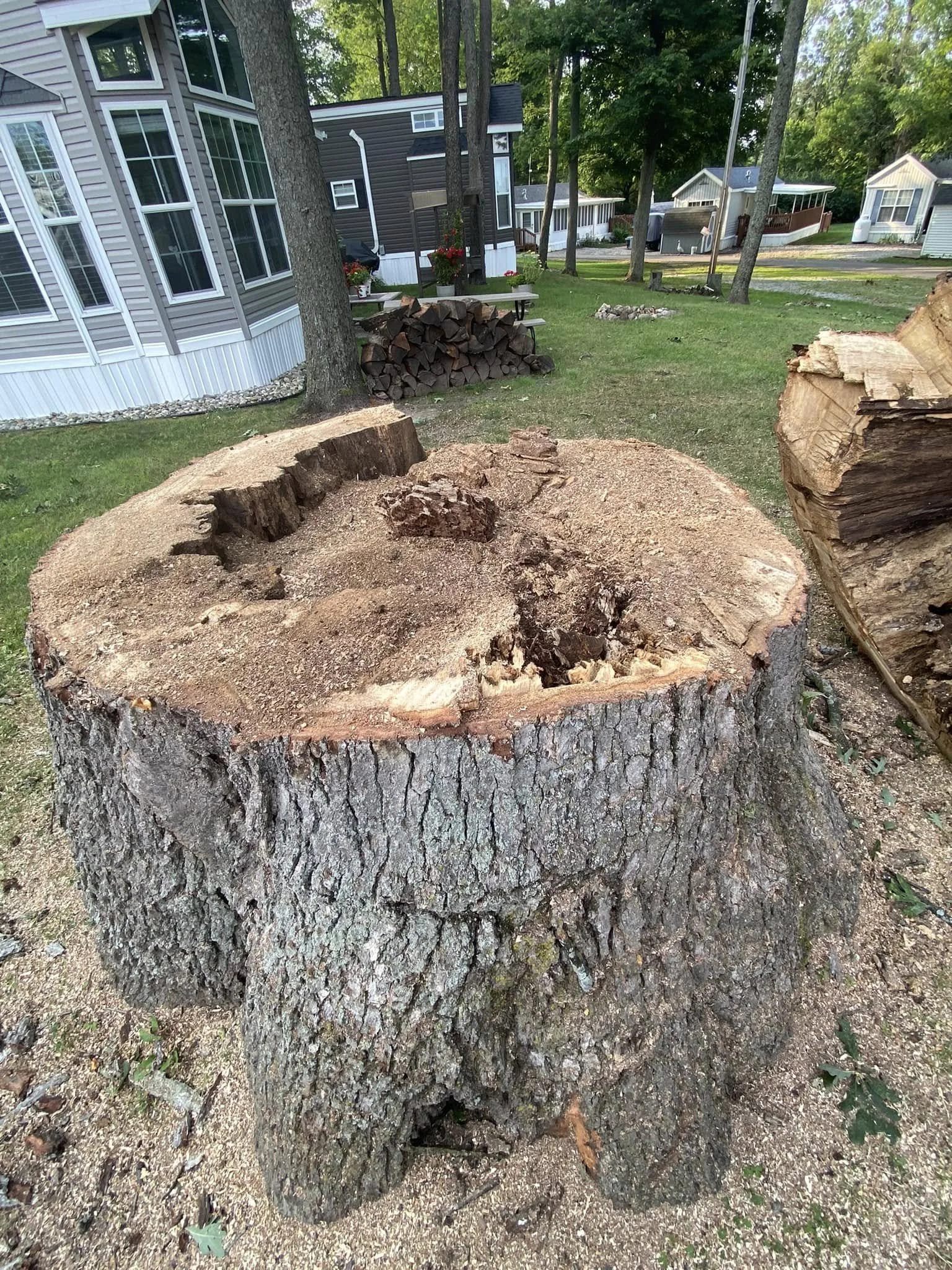 tree 9.jpg