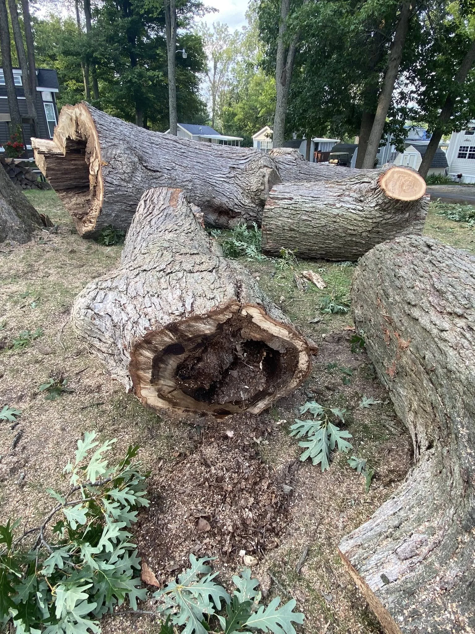 tree 8.jpg