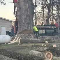 tree 3.jpg