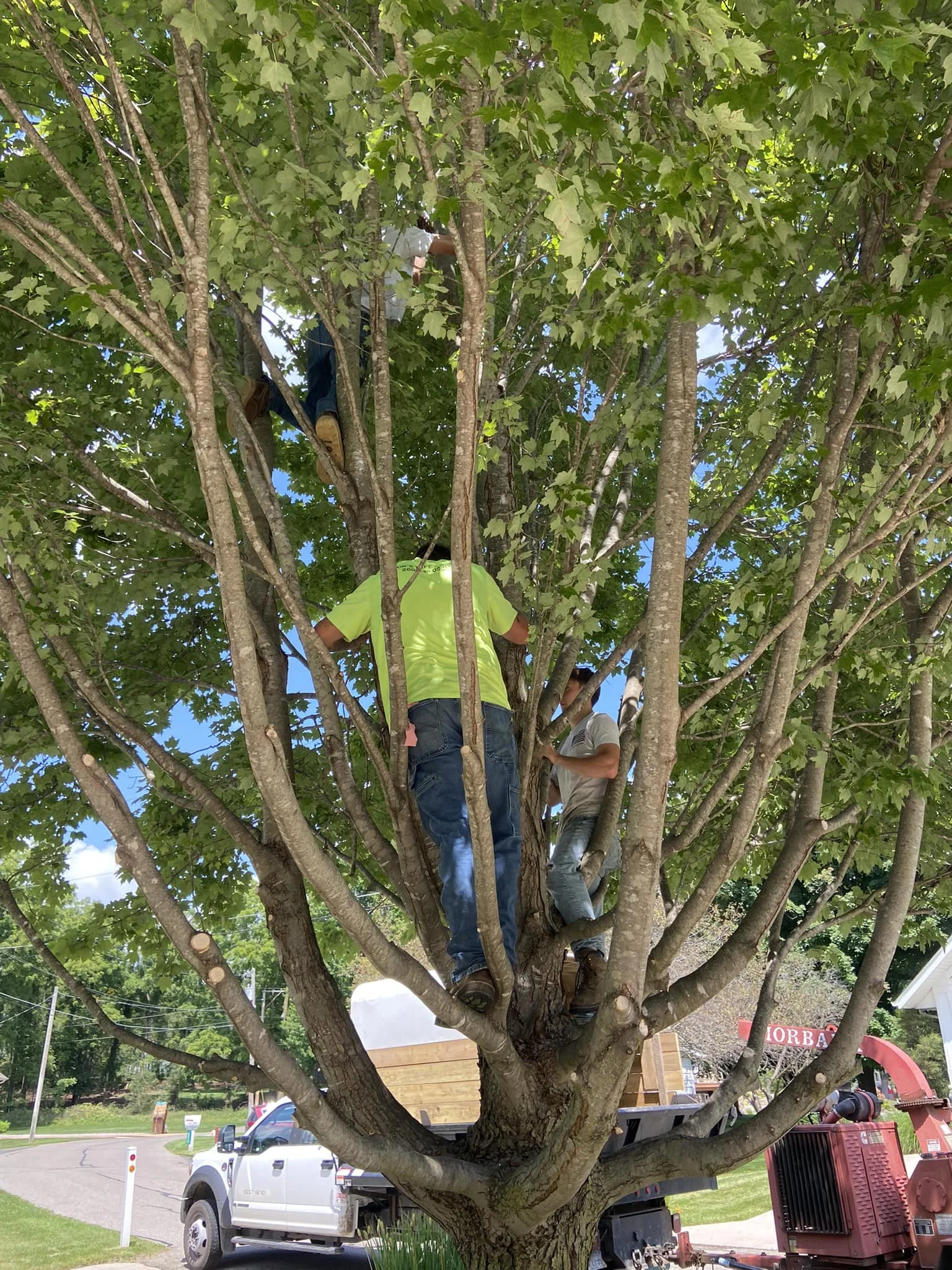 tree 10.jpg