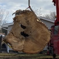 tree 1.jpg