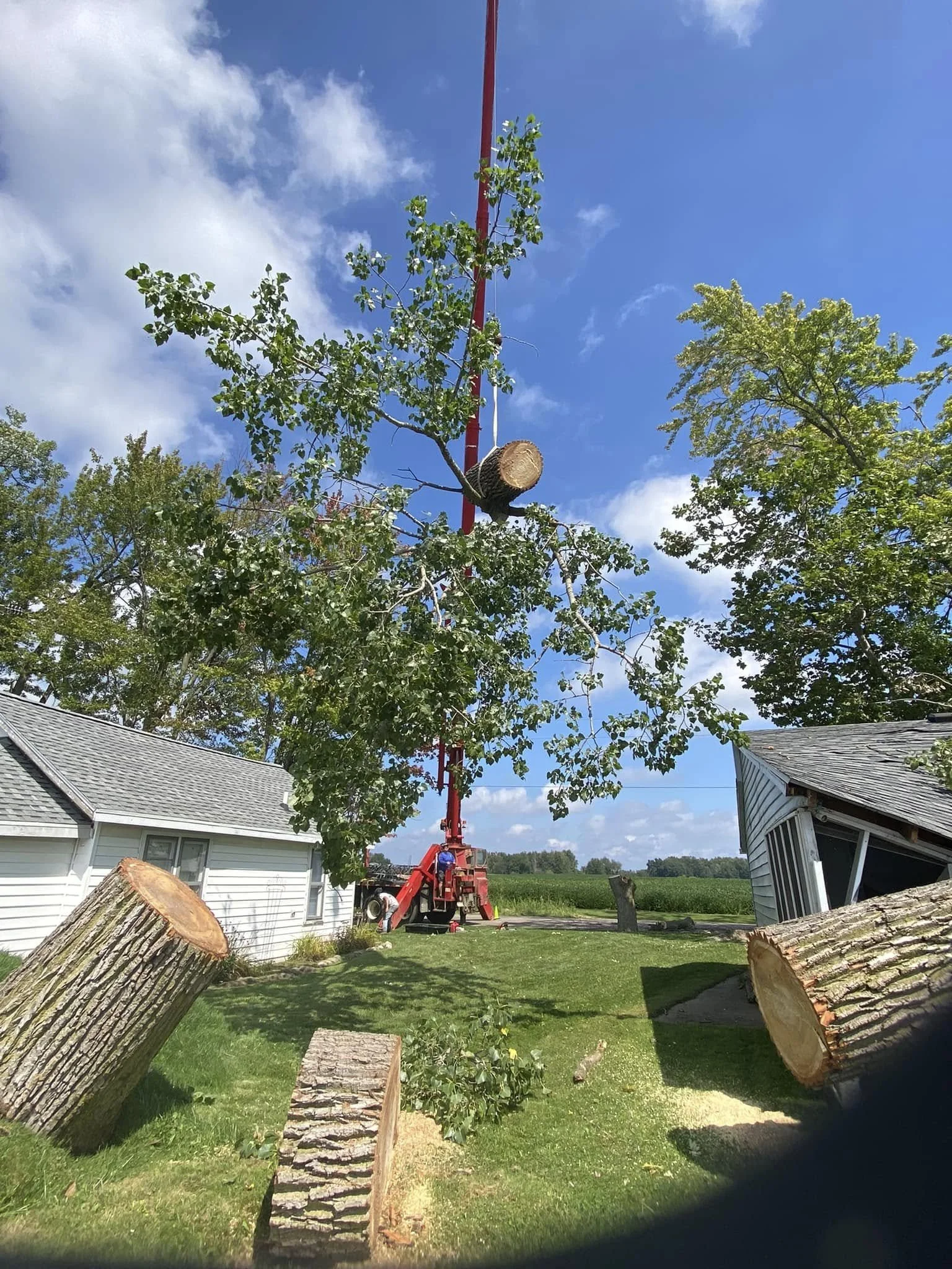 tree 12.jpg
