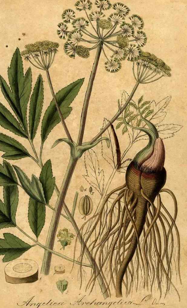 Angelica Root: Medicine, Myth and Magic