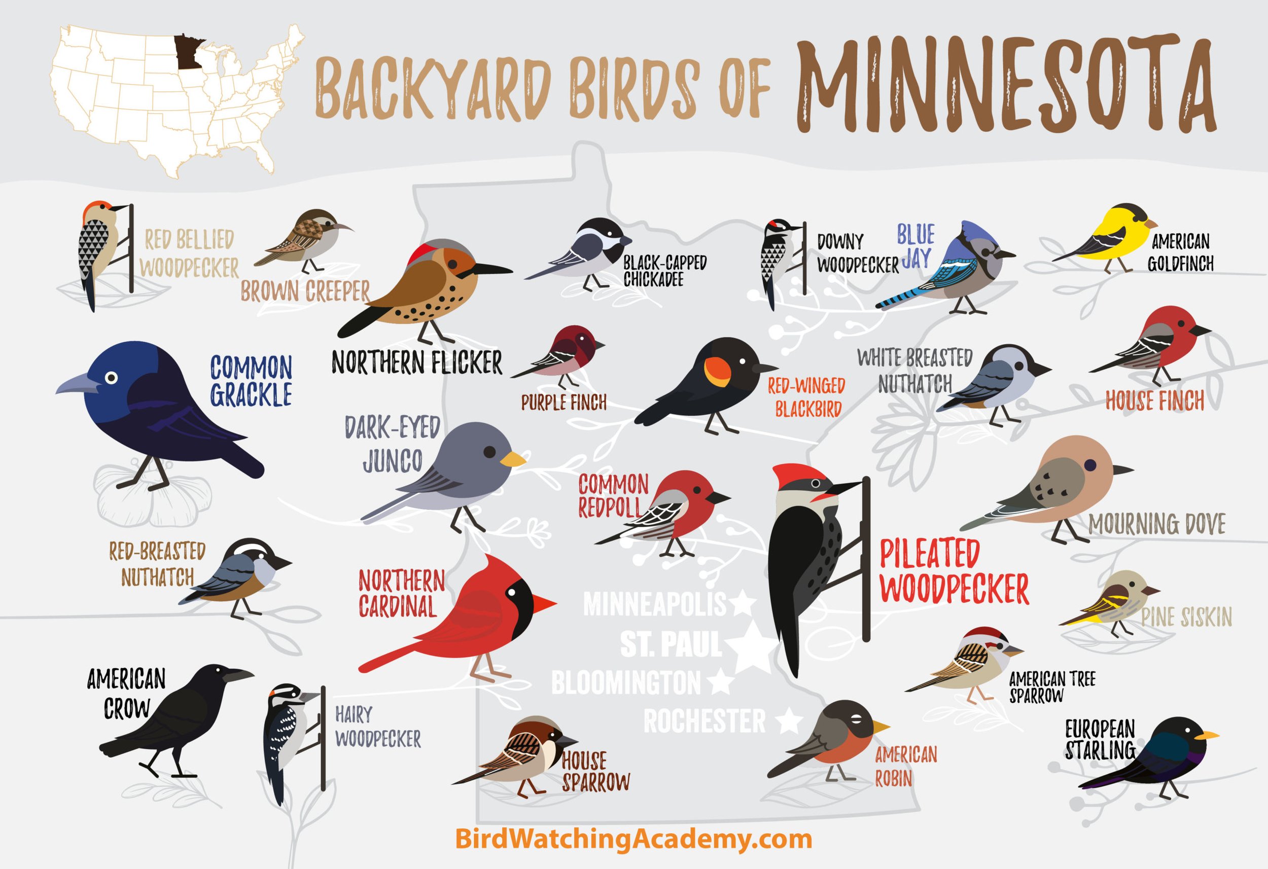 Backyard-Birds-of-Minnesota-scaled.jpeg