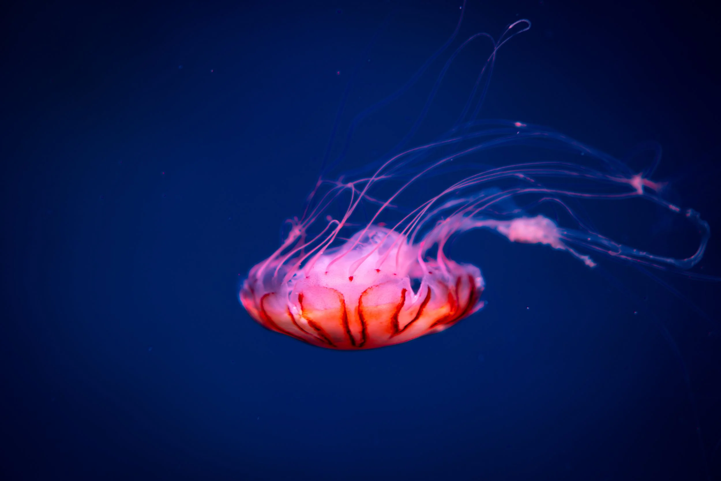 jellyfish-in-blue-water-sea-life-2021-09-01-01-46-29-utc.jpg