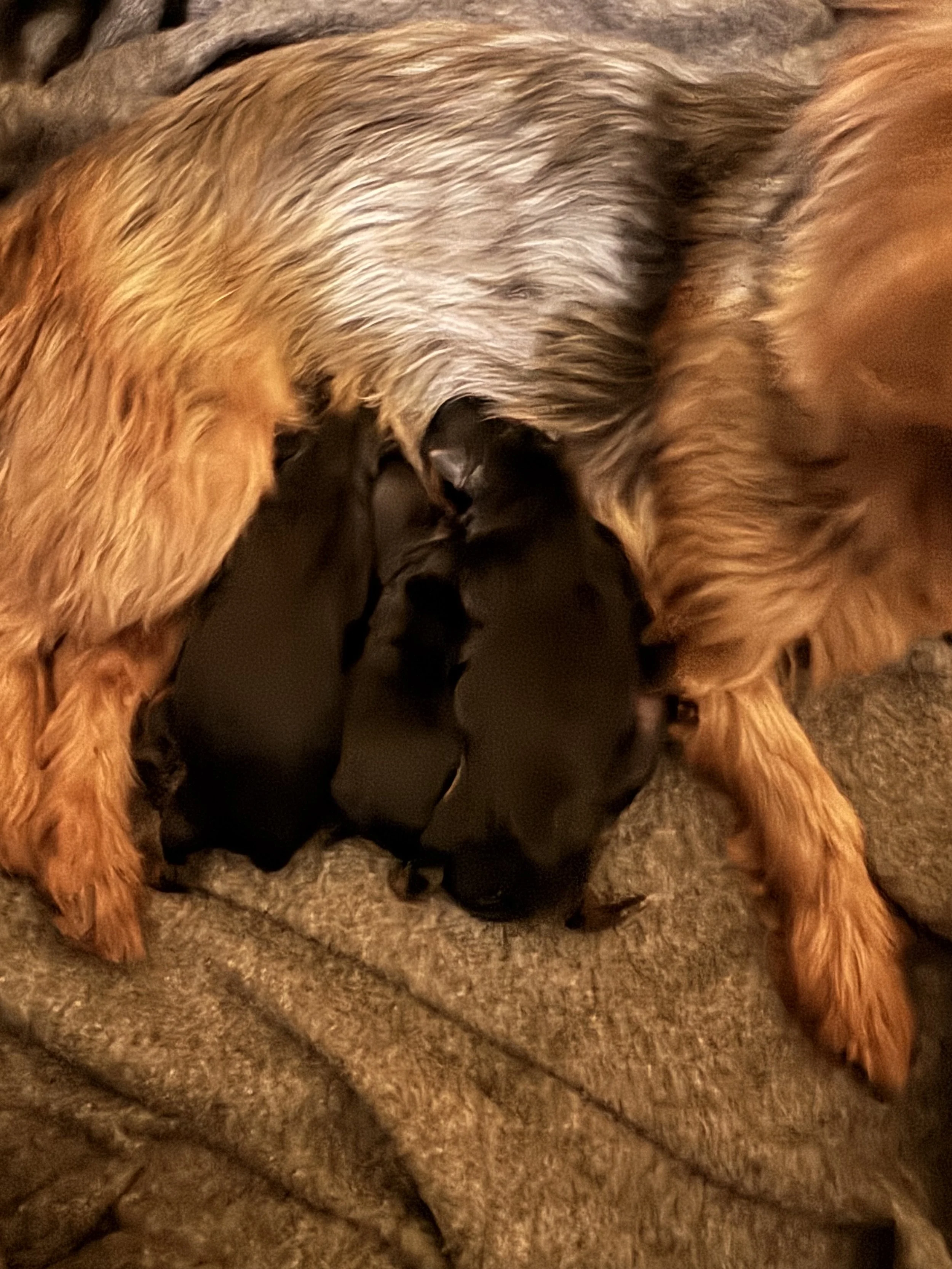 Deposit to reserve Faith’s girls