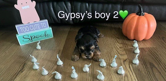 Gypsys boy 2b.jpg