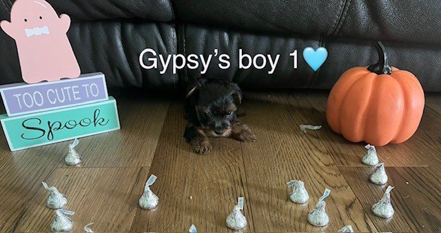 Gypsys boy 1b.jpg