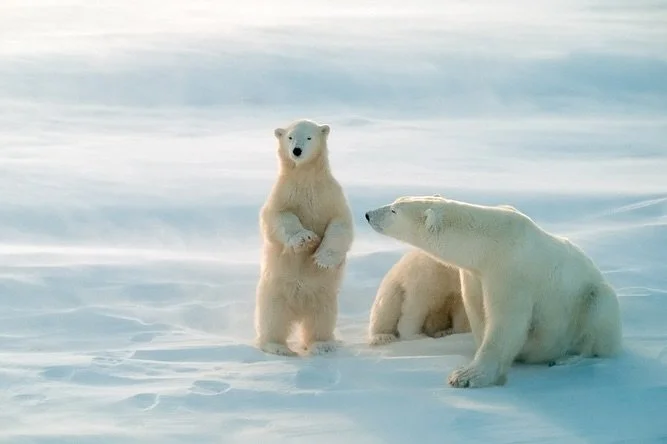An Arctic experience unlike any other 🇨🇦❄️🐻&zwj;❄️🪻🌊

60,000 beluga whales, polar bears on the tundra, and landscapes that feel completely untouched- Churchill, MB is pure, wild magic. Our curated itinerary brings you up close to these creatures