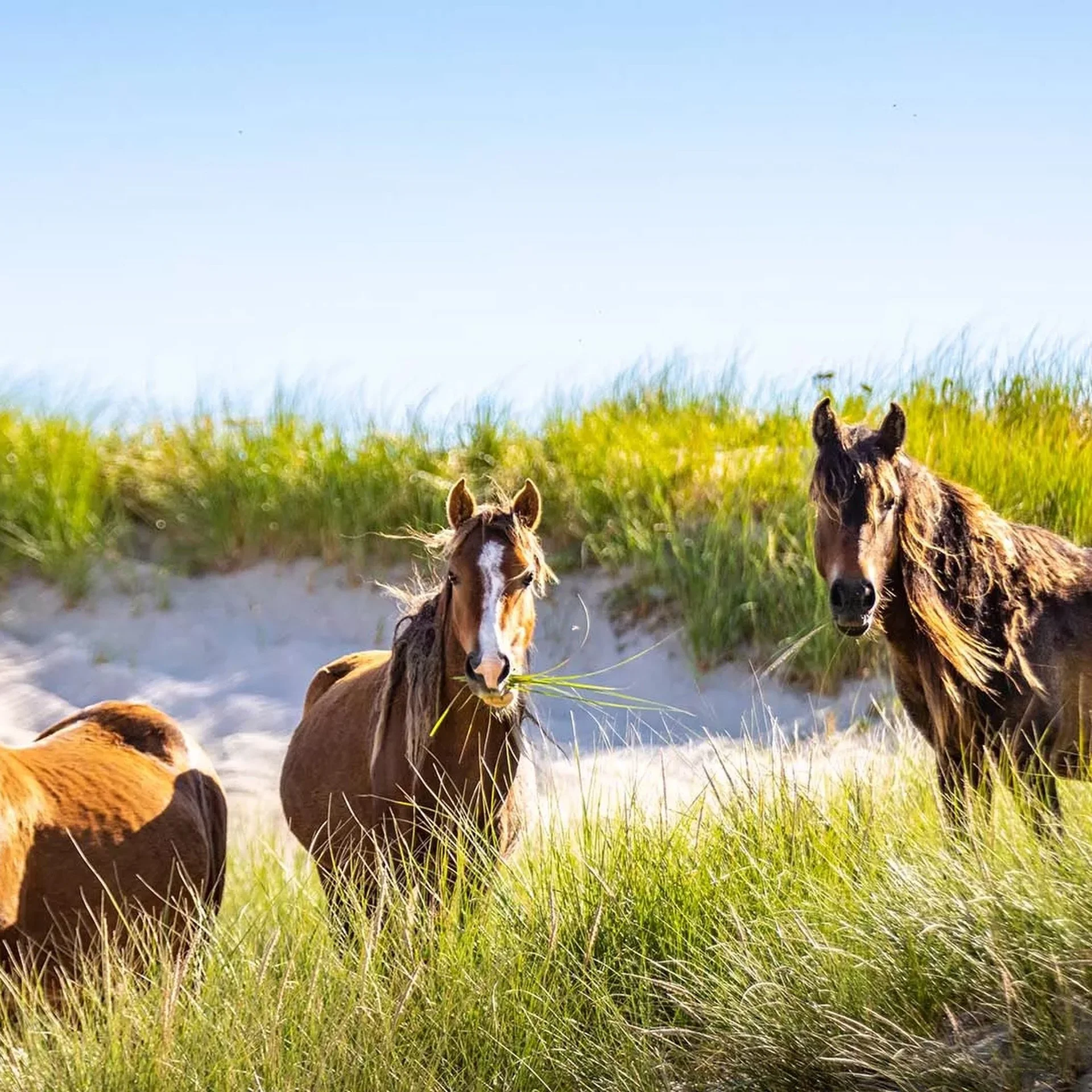 Wild horses &amp; Atlantic mist 

This is how TTI Travel does Sable Island : Fly by private helicopter to one of Canada&rsquo;s most remote islands, then spend the day learning how to photograph Sable&rsquo;s wild horses with an expert-led shoot on t