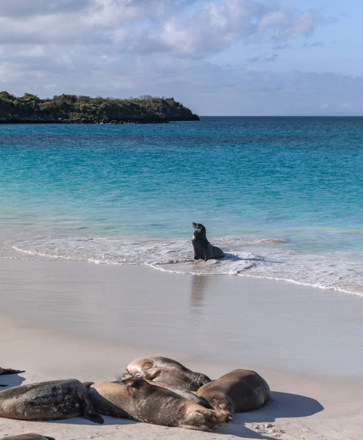 The only way to see The Gal&aacute;pagos Islands? 

Aboard the Aqua Mare by @aqua_expeditions 🪨🌊🦭🛥️With a maximum of only 16 guests, it&rsquo;s ideal for Travellers that value intimacy &amp; exploration 

Totally equipped with a Panoramic upper d