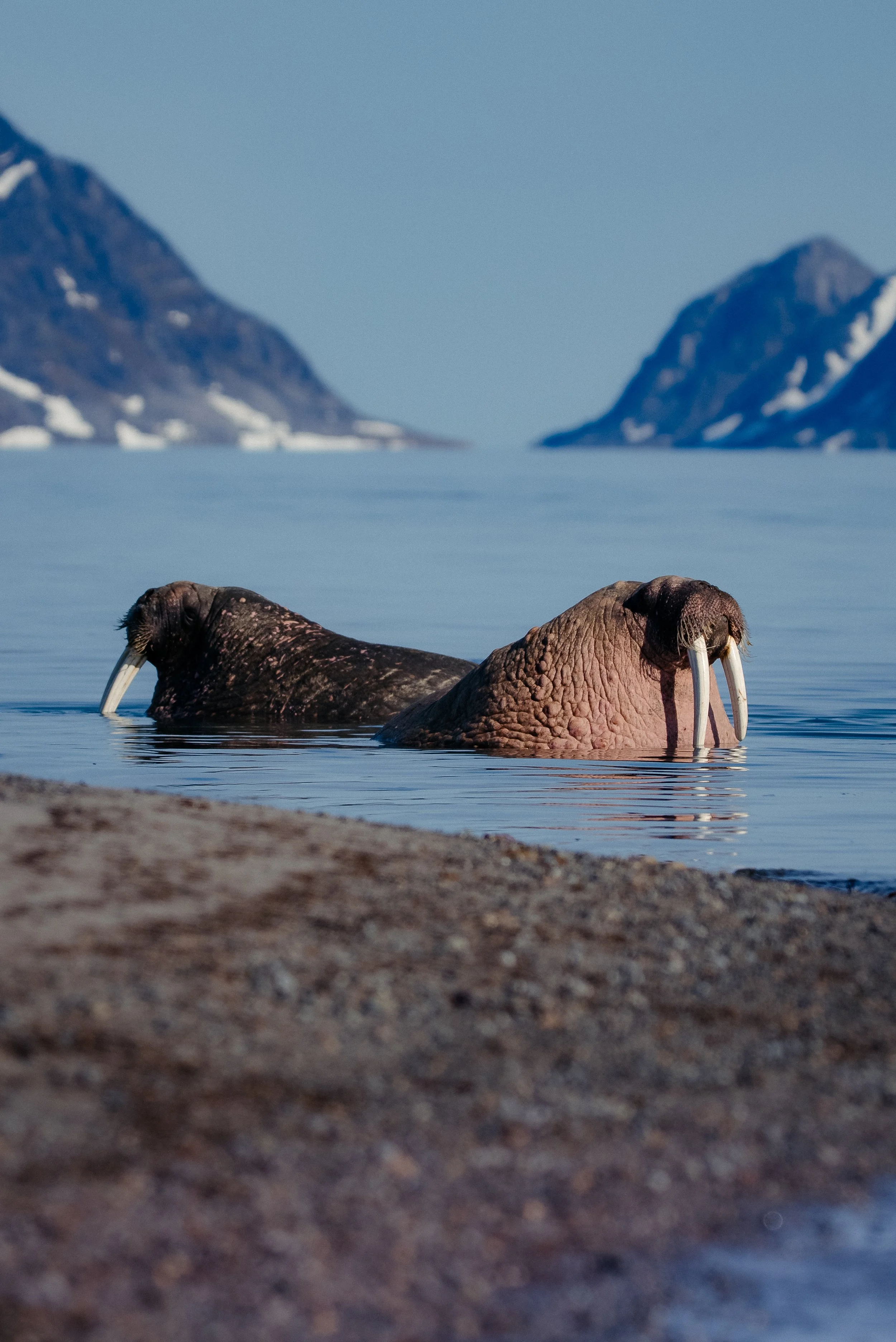 LEX-Norway Svalbard JVF1704.jpg