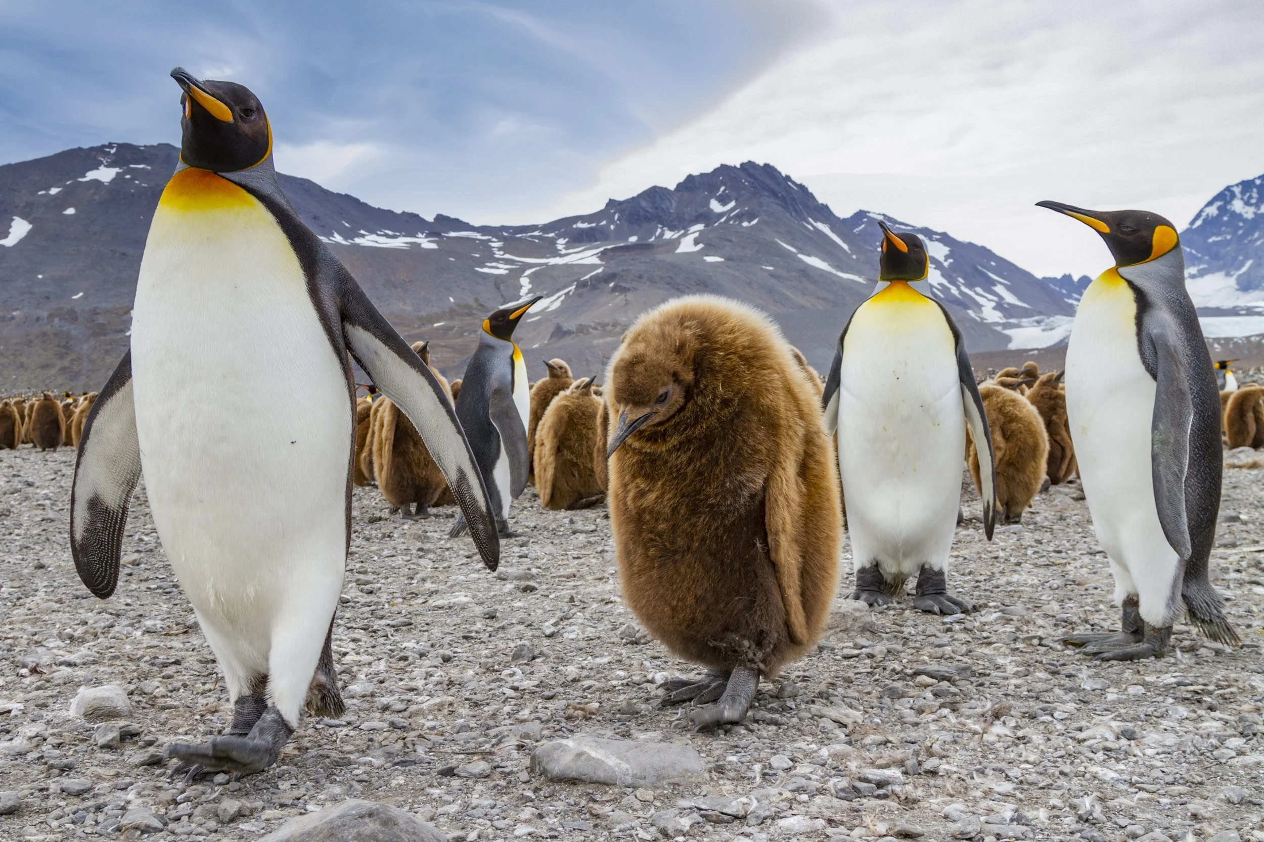 LEX-South Georgia King Penguin MSN1110-336.jpg