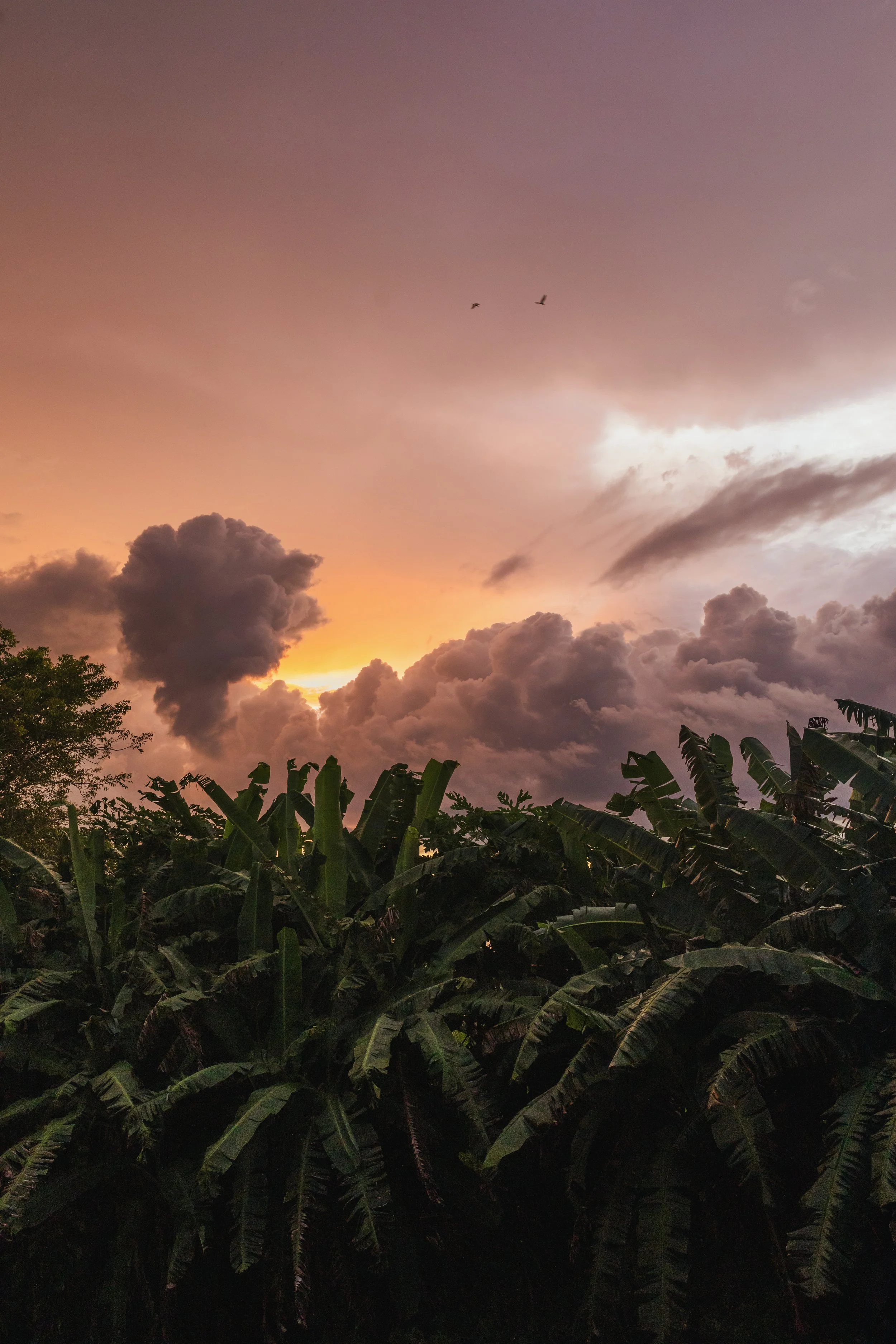 amazon_forest_0004.jpg