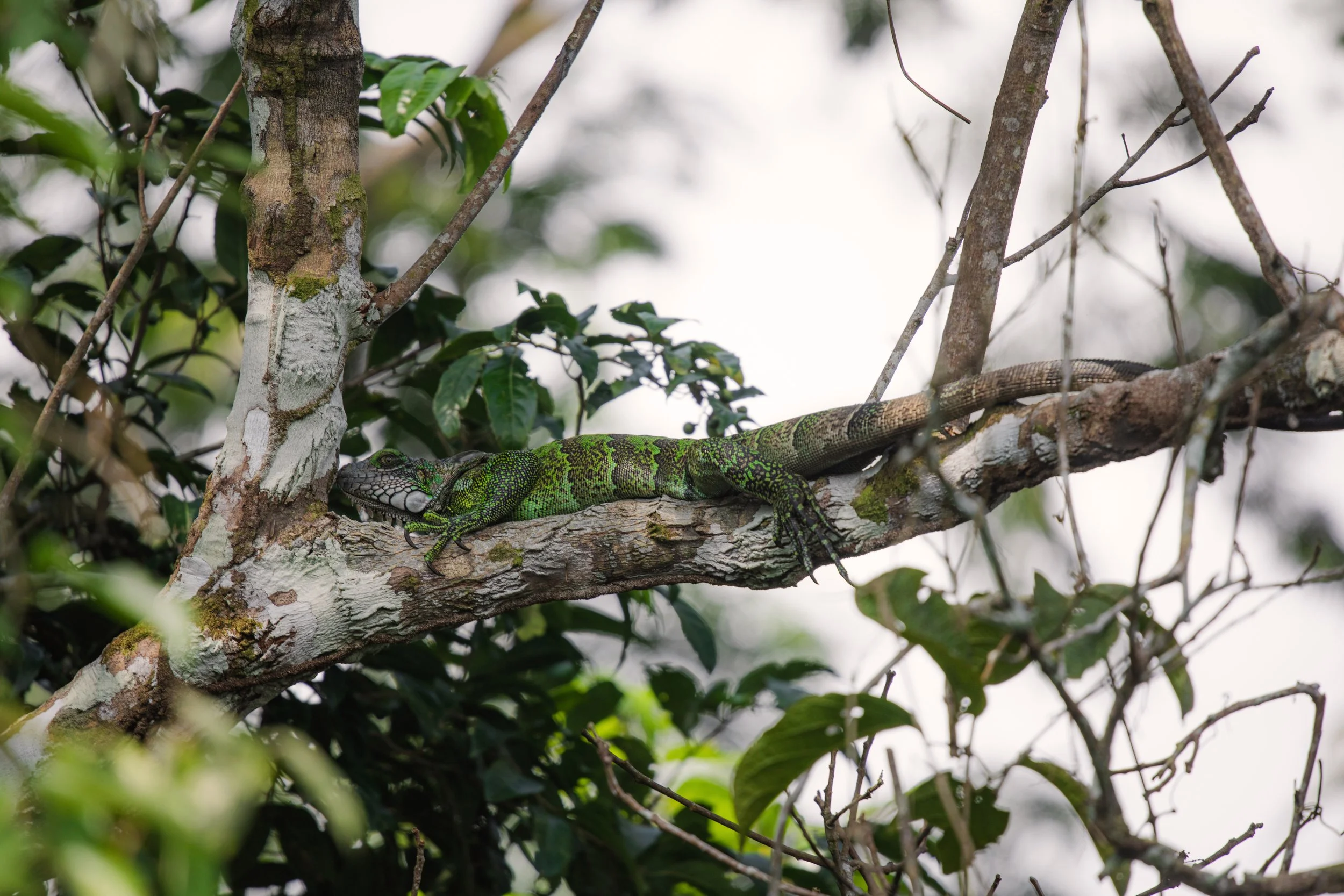 amazon_iguana_0004.jpg