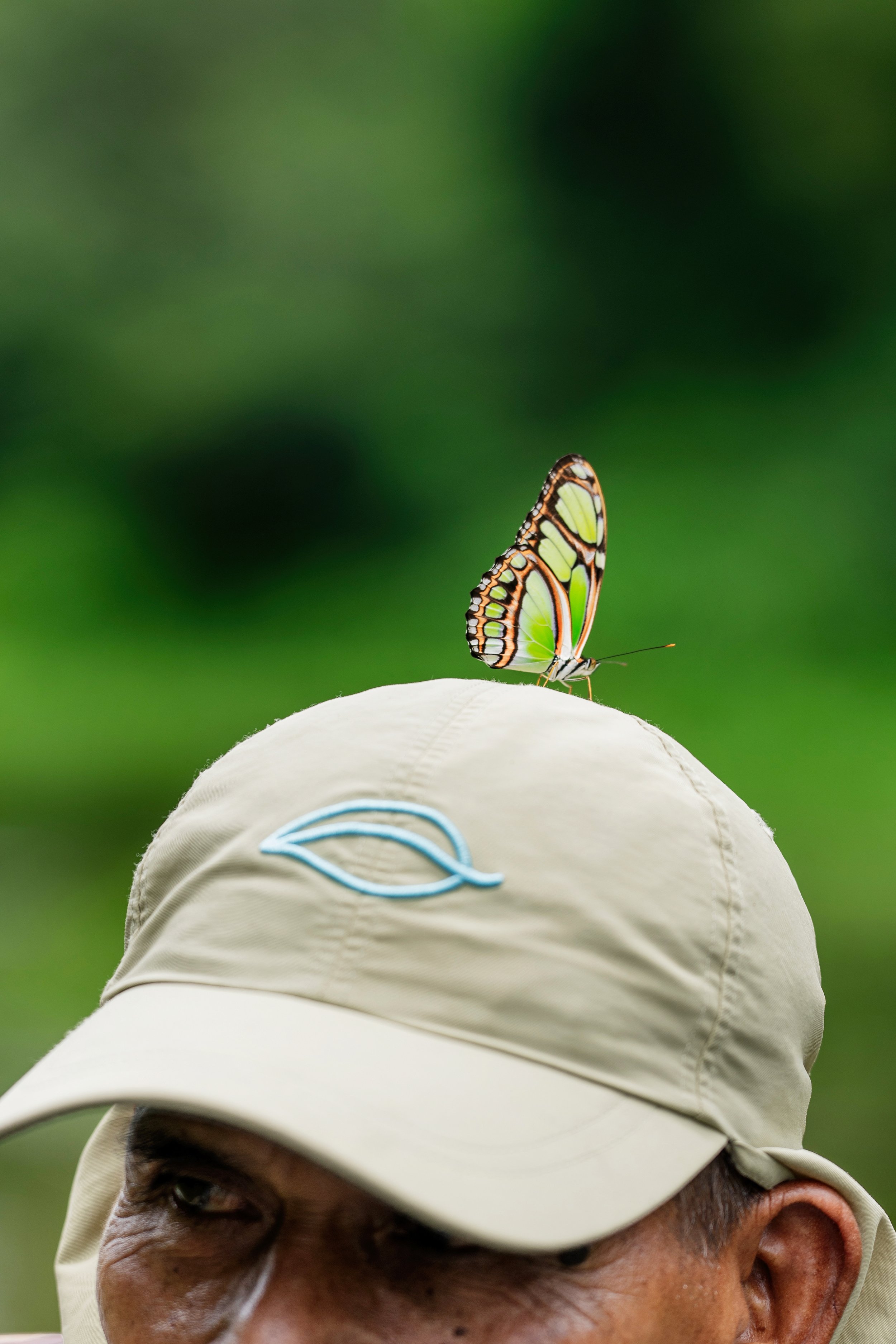 amazon_butterfly_0002.jpg