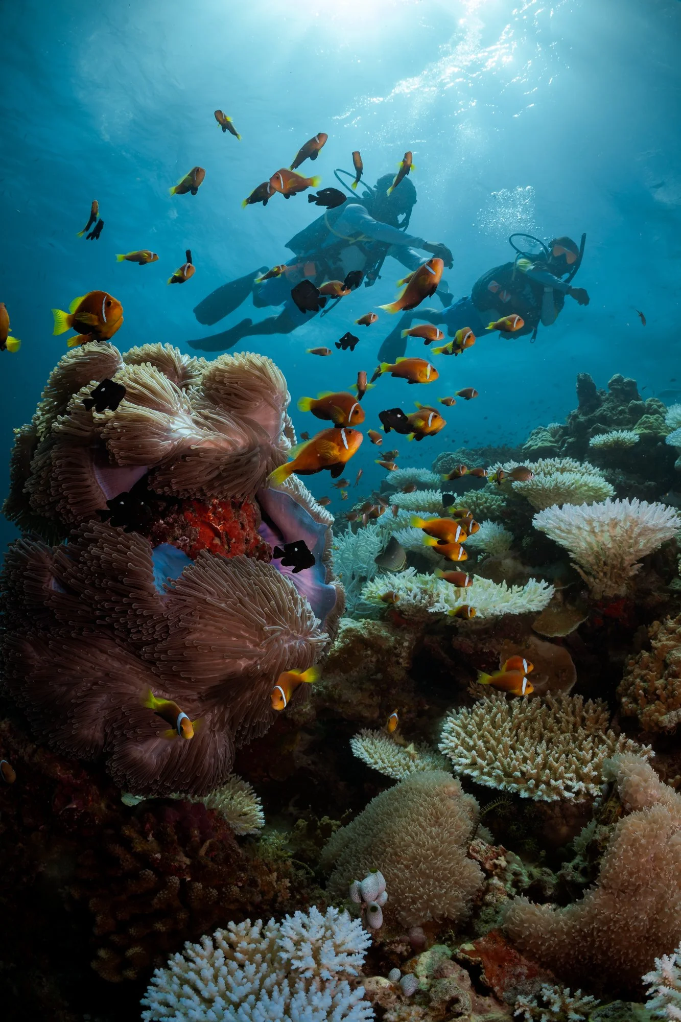 Diving - Maldivian Anenome fish.jpg