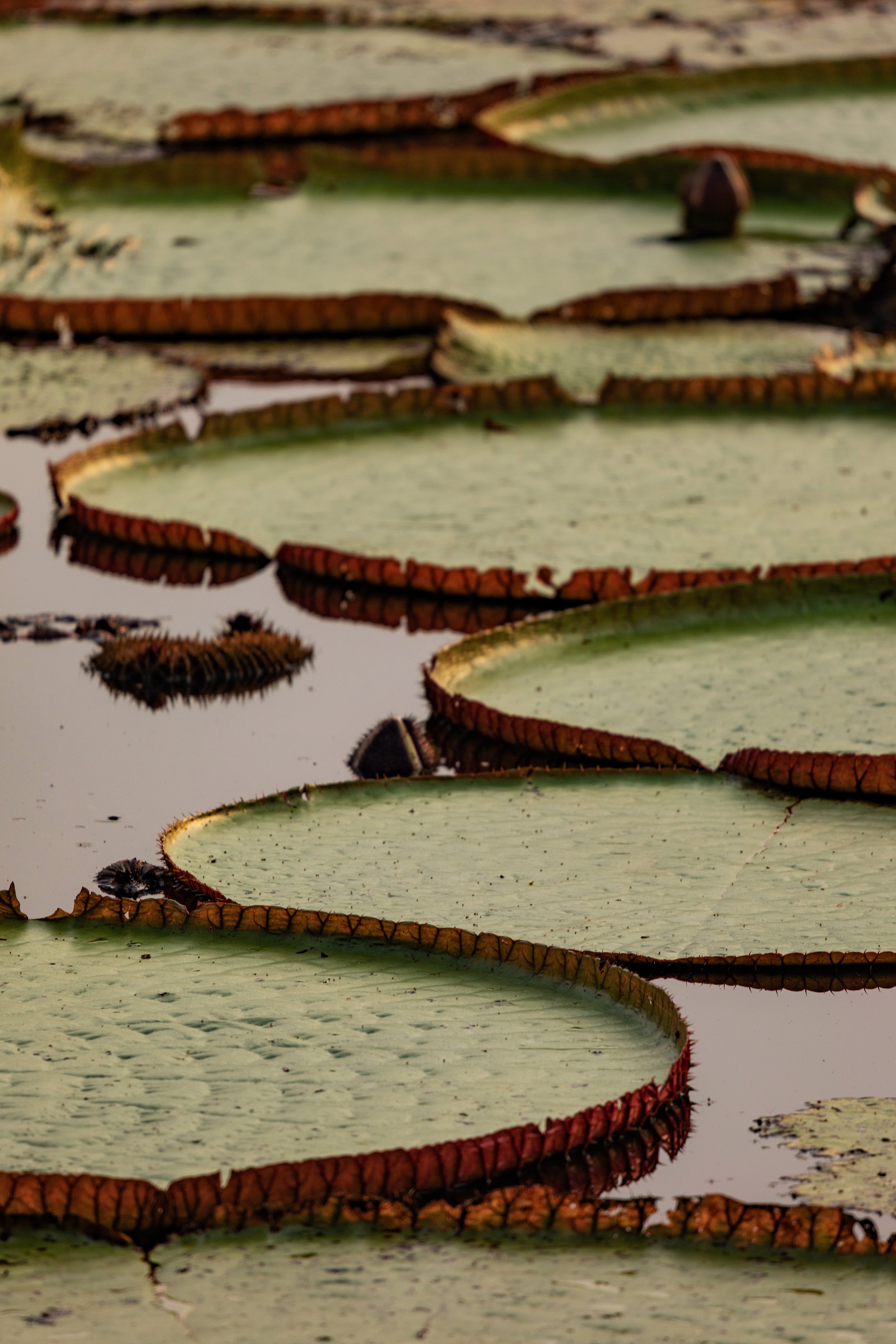 amazon_giant-water-lily_0001.jpg