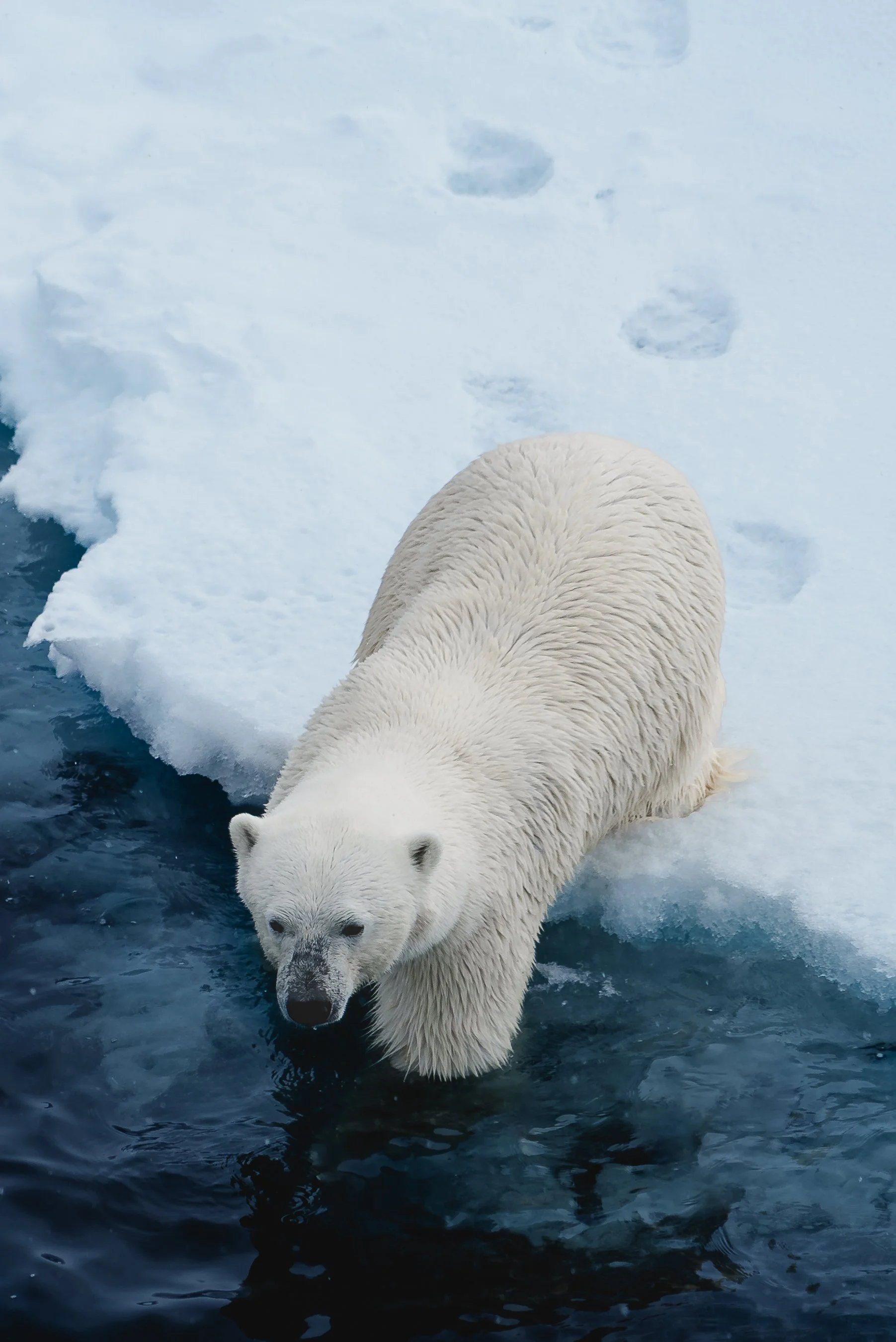 LEX-Norway Svalbard JVF3213.jpg