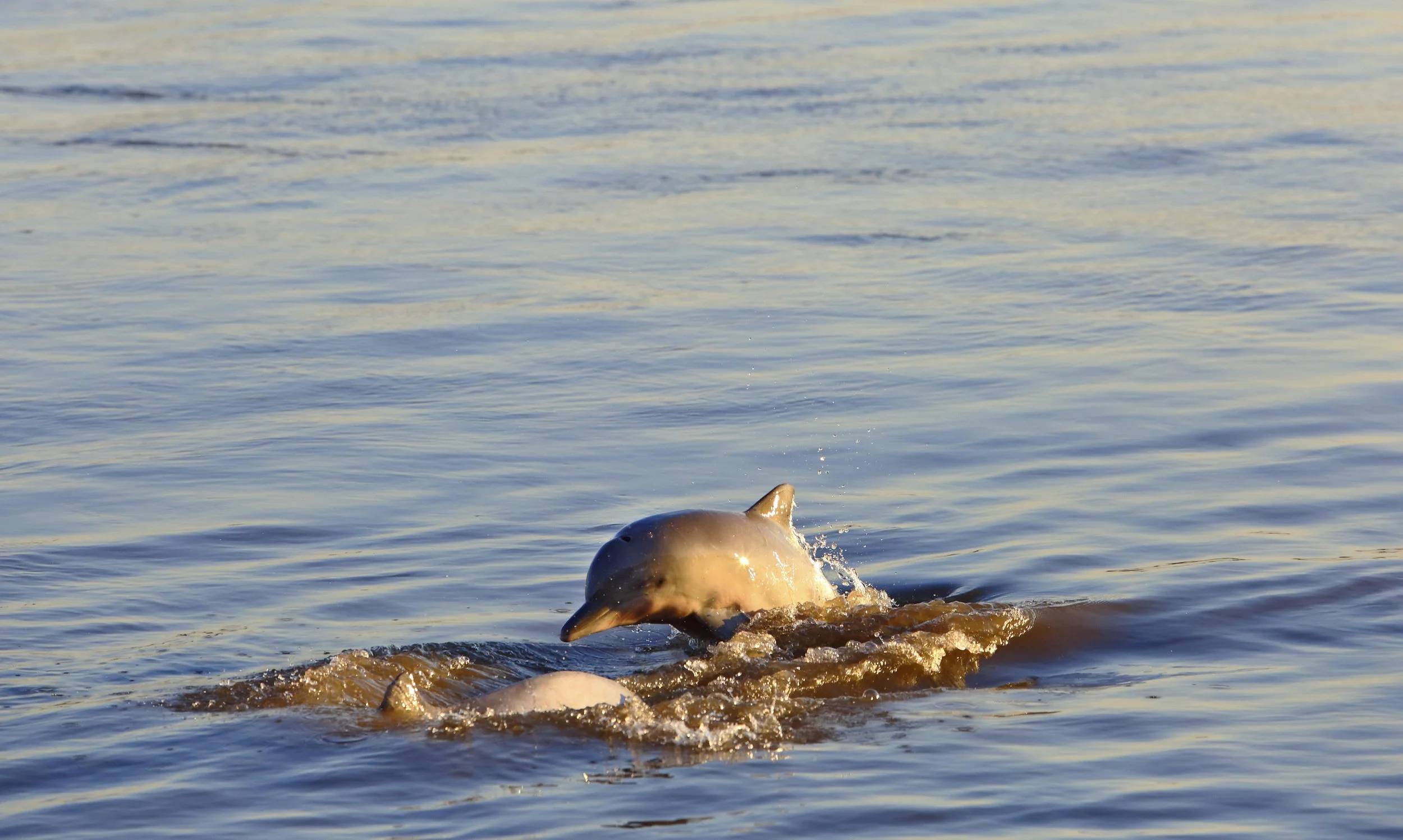 amazon_pink-dolphin_0004.jpg