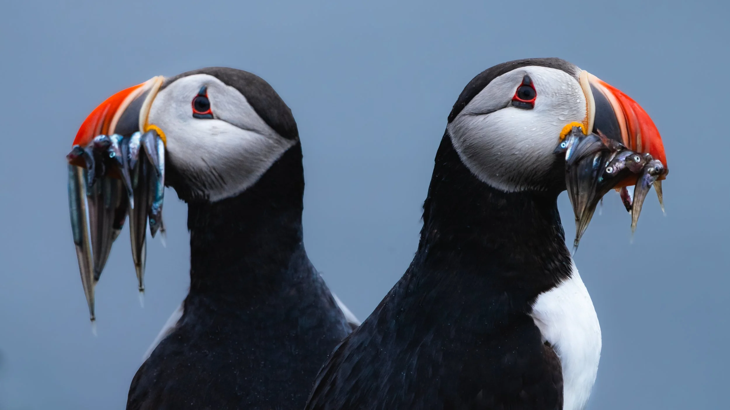 LEX-Iceland Puffin JVF6353.jpg