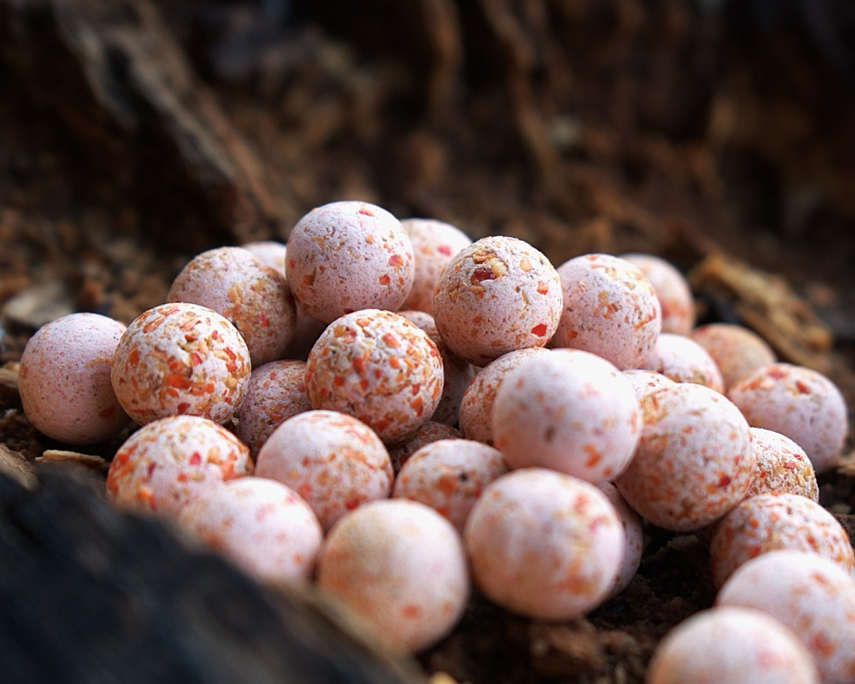 A cluster of mushroom eggs with speckled patterns on a forest floor.