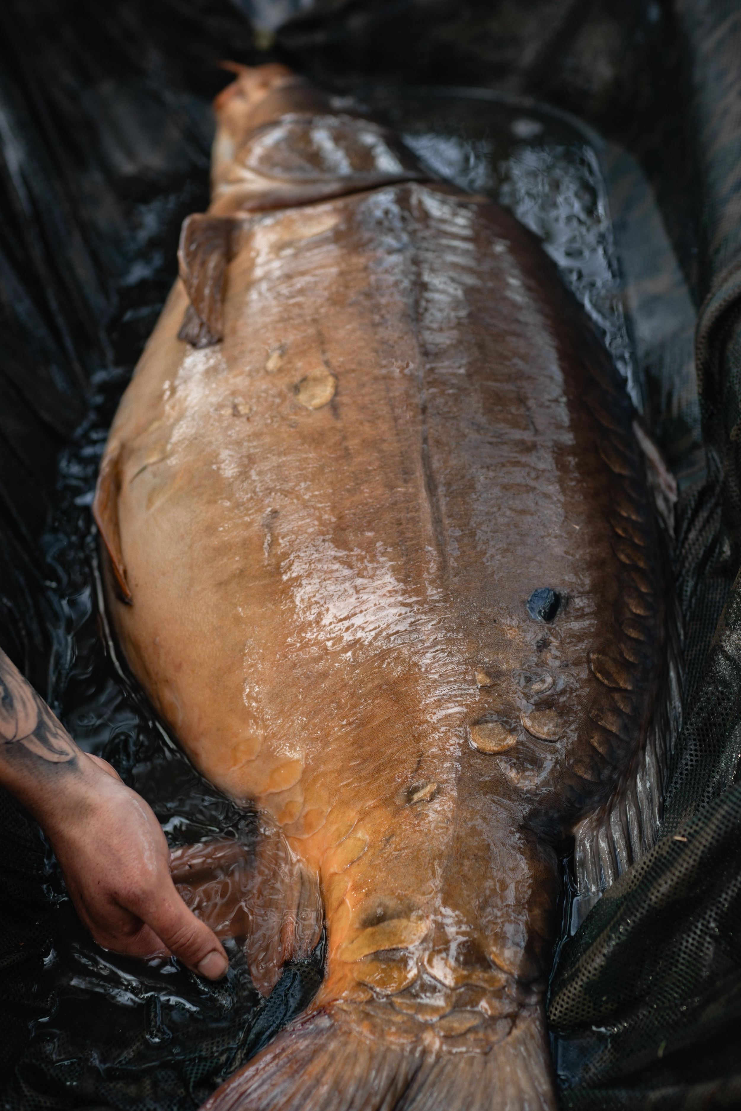 A large fish lying on a black net, with a person's hand touching its tail.