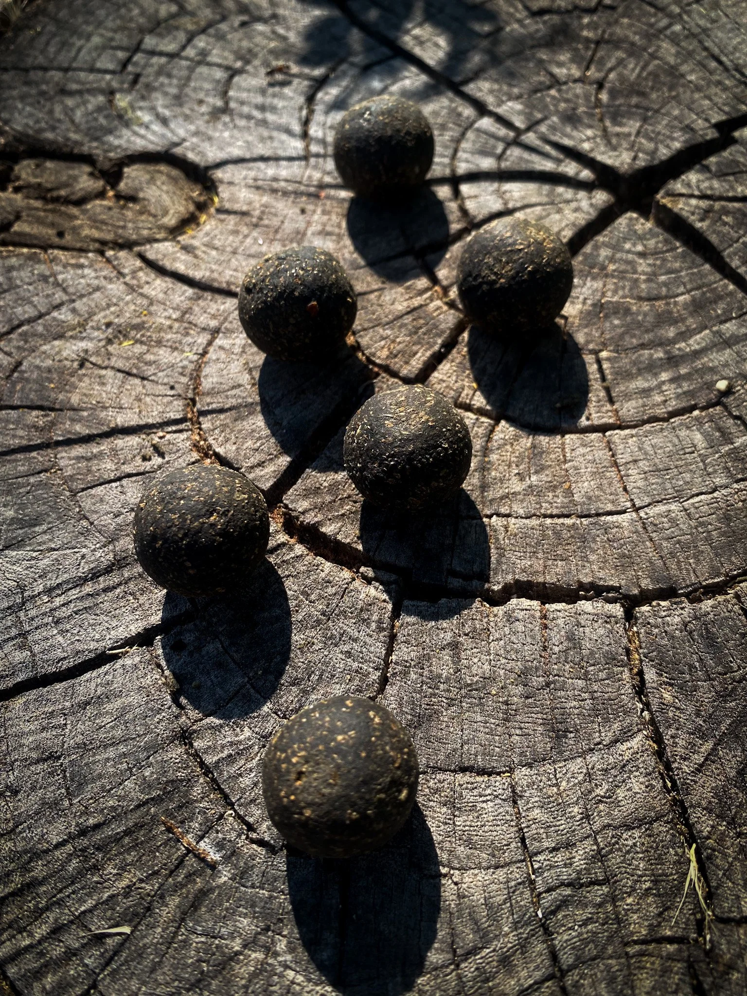 Black Lobster wAFTERS.jpg