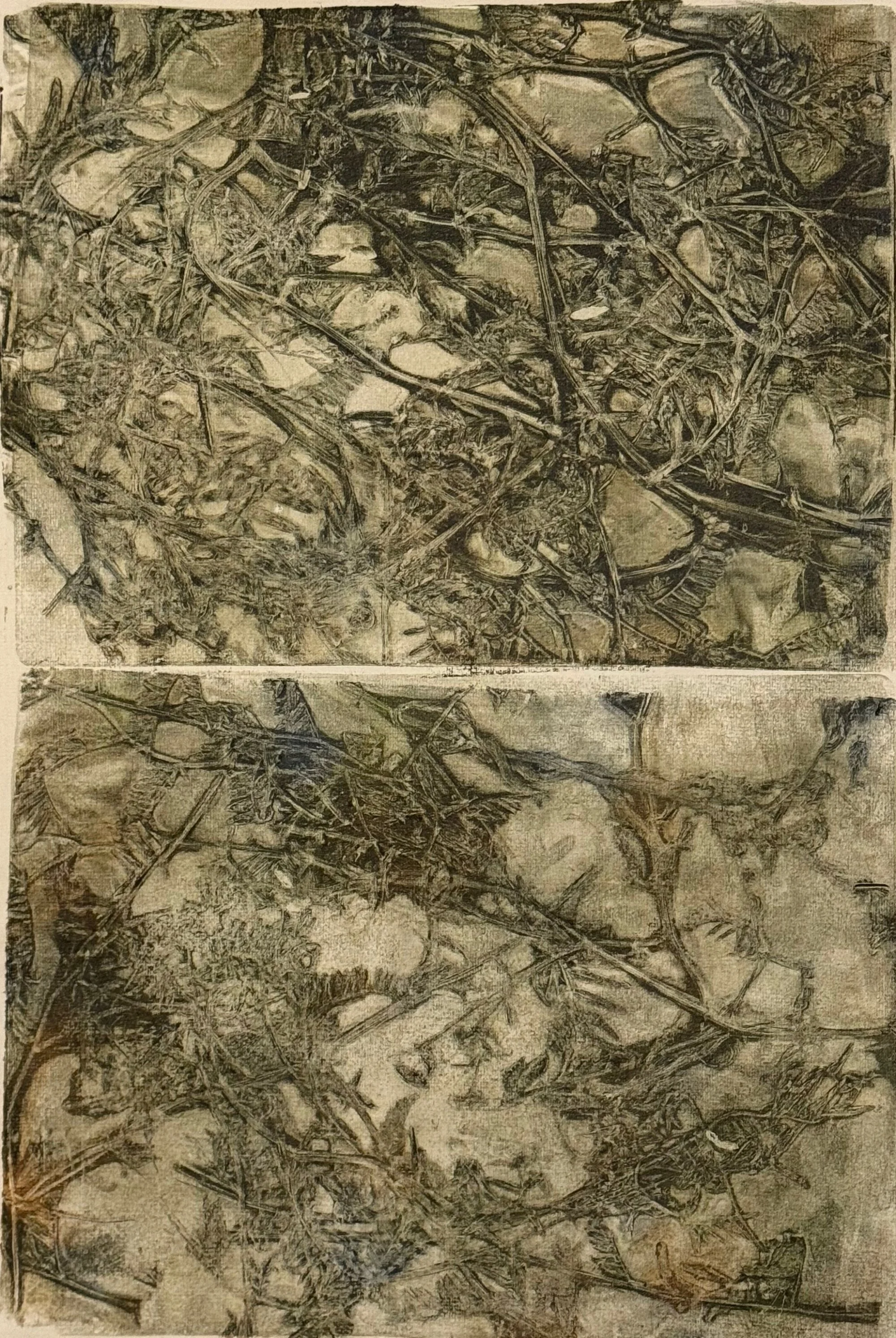I Scribbled Down my Fears, then Tore them up, but they came back as Crown Vetch. monotype  15 x 22 inches, $300
