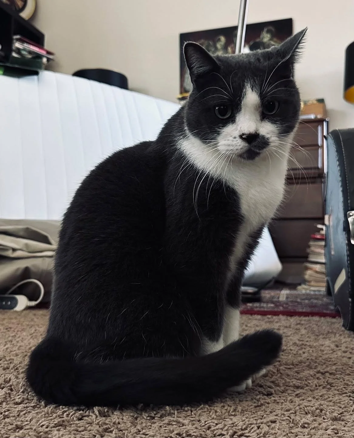 Cousin Gracie got a rare photo of our anti-social but killingly handsome cat, Horatio