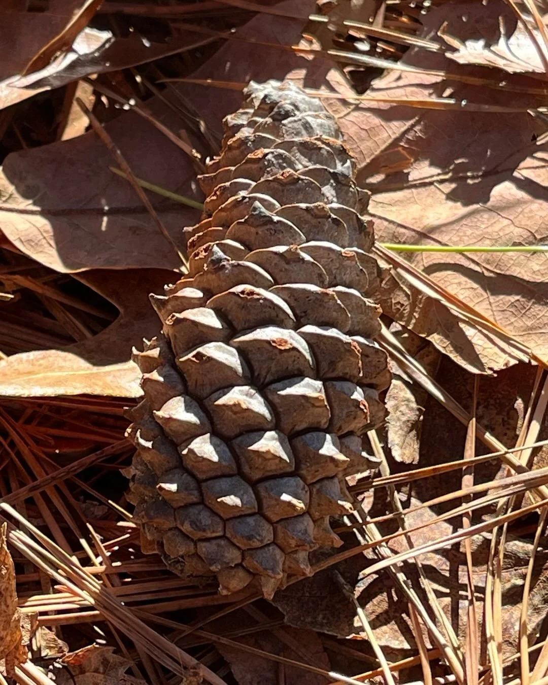 Sea to Mountain Trail, Falls Lake, NC