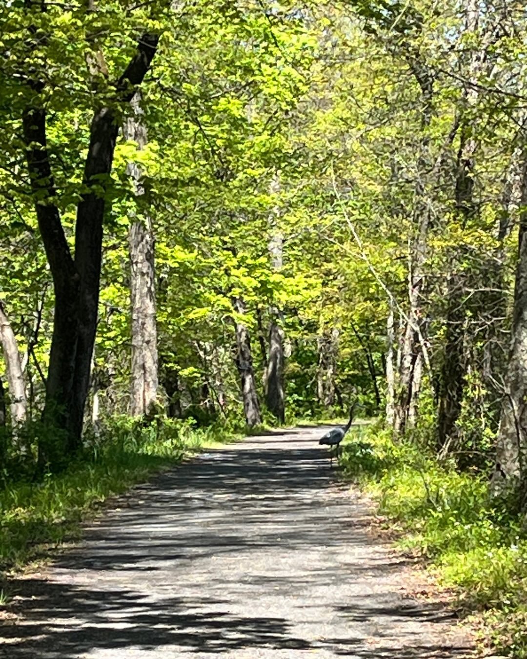 Paisley and I saw a heron up close on the Delaware-Raritan Canal trail, and it made us so happy!