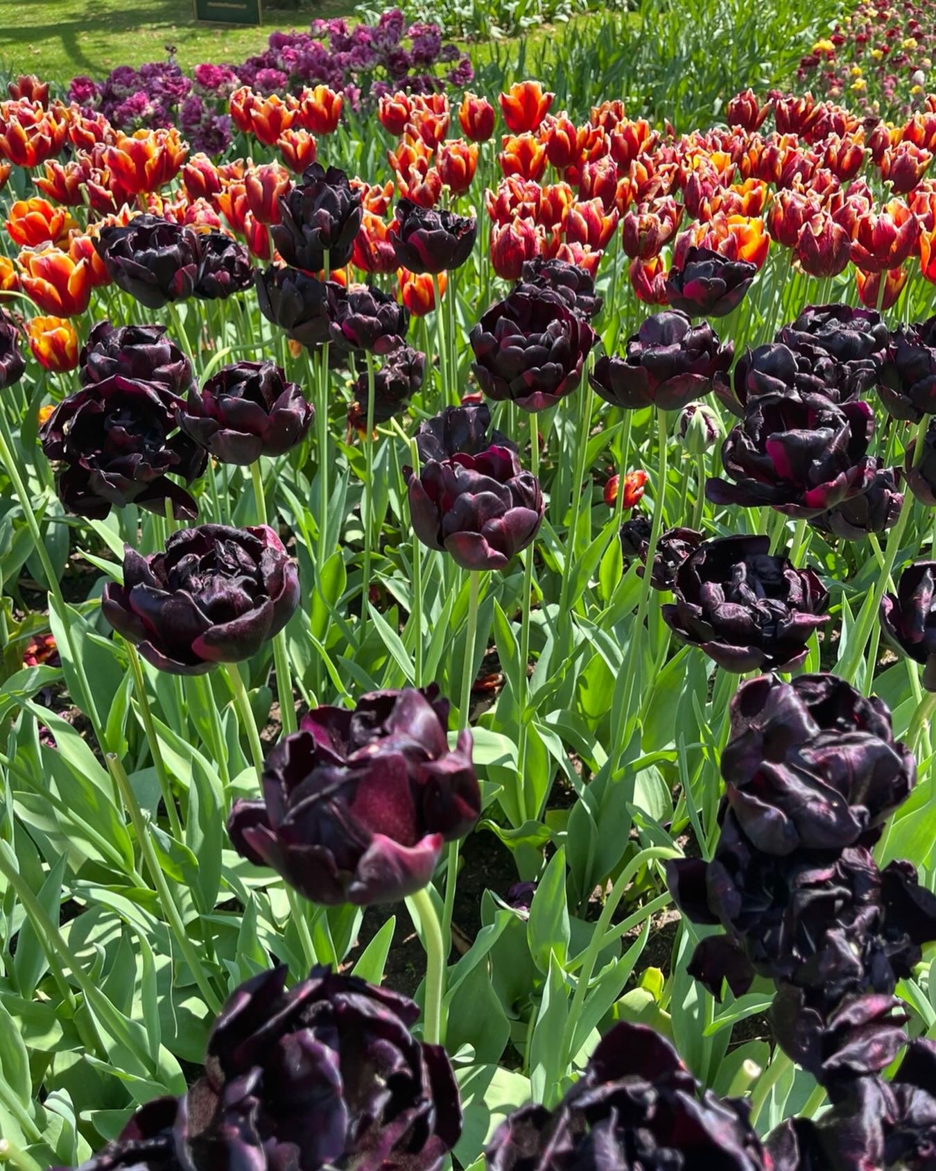 Keukenhof Gardens, Amsterdam